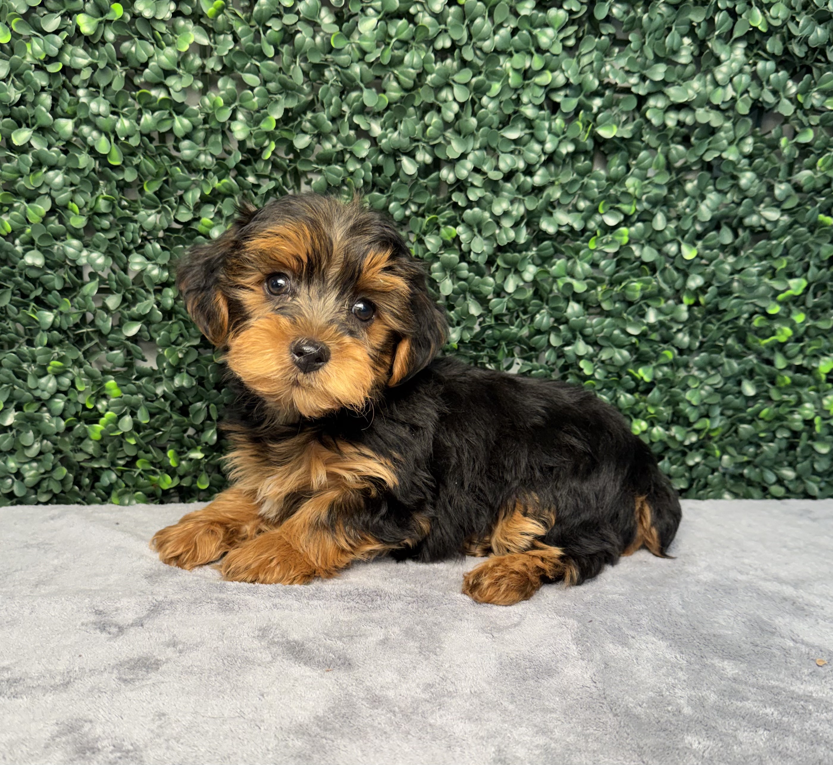 Poodle Mini/Yorkshire Terrier - 5172 Image #1