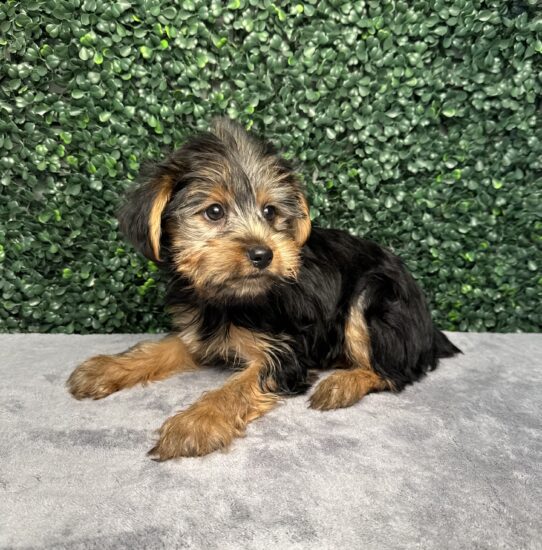 [#26699-07] Black / Tan F Yorkshire Terrier Puppies for Sale
