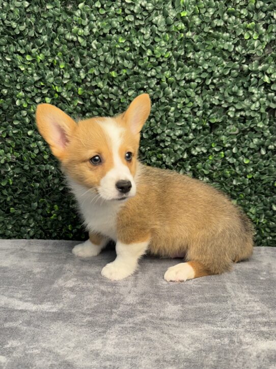 [#26604-02] Red / White M Pembroke Welsh Corgi Puppies for Sale