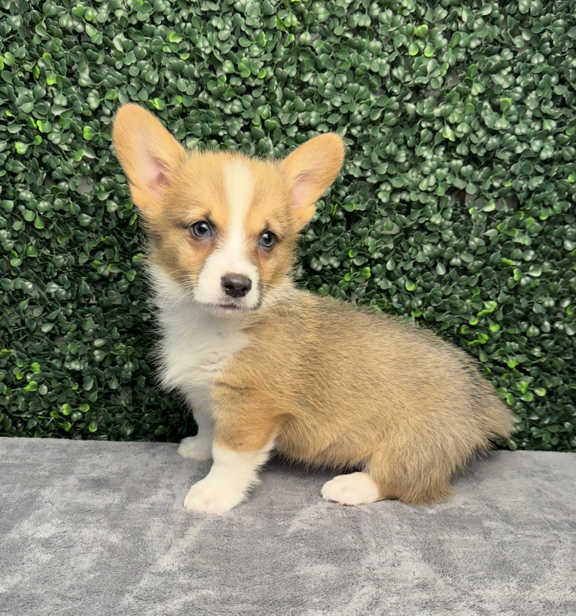 Pembroke Welsh Corgi - 5182 Image #1