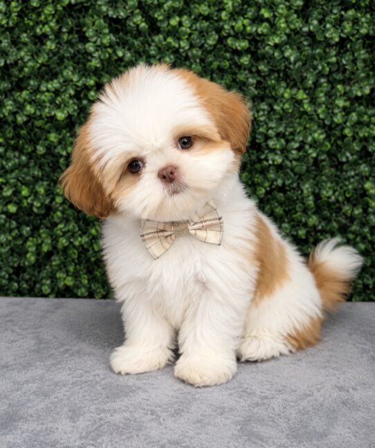 [#26297-04] White / Apricot F Shih Tzu Puppies for Sale