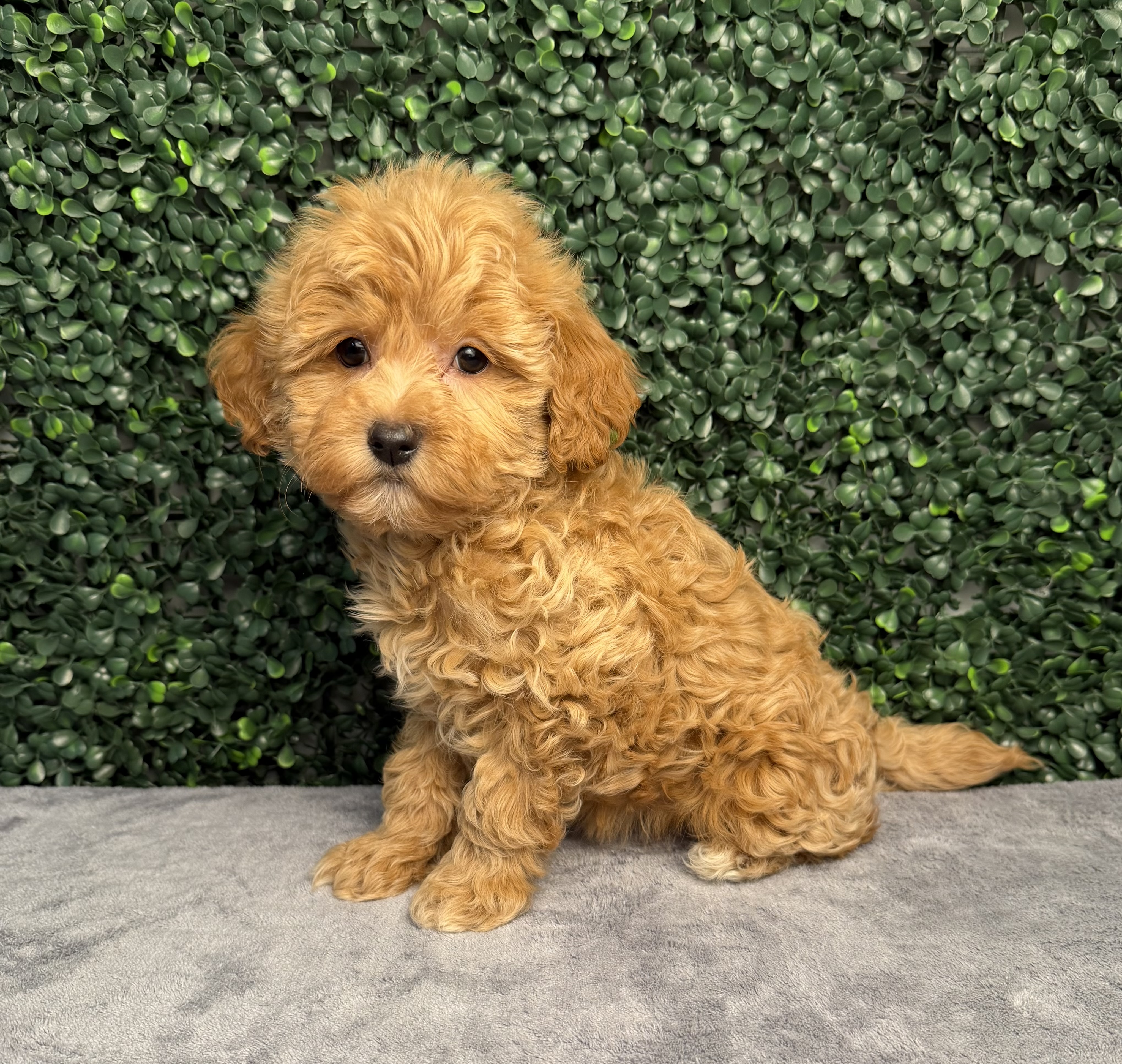 Poodle Mini/Goldendoodle Mini - 5221 Image #1