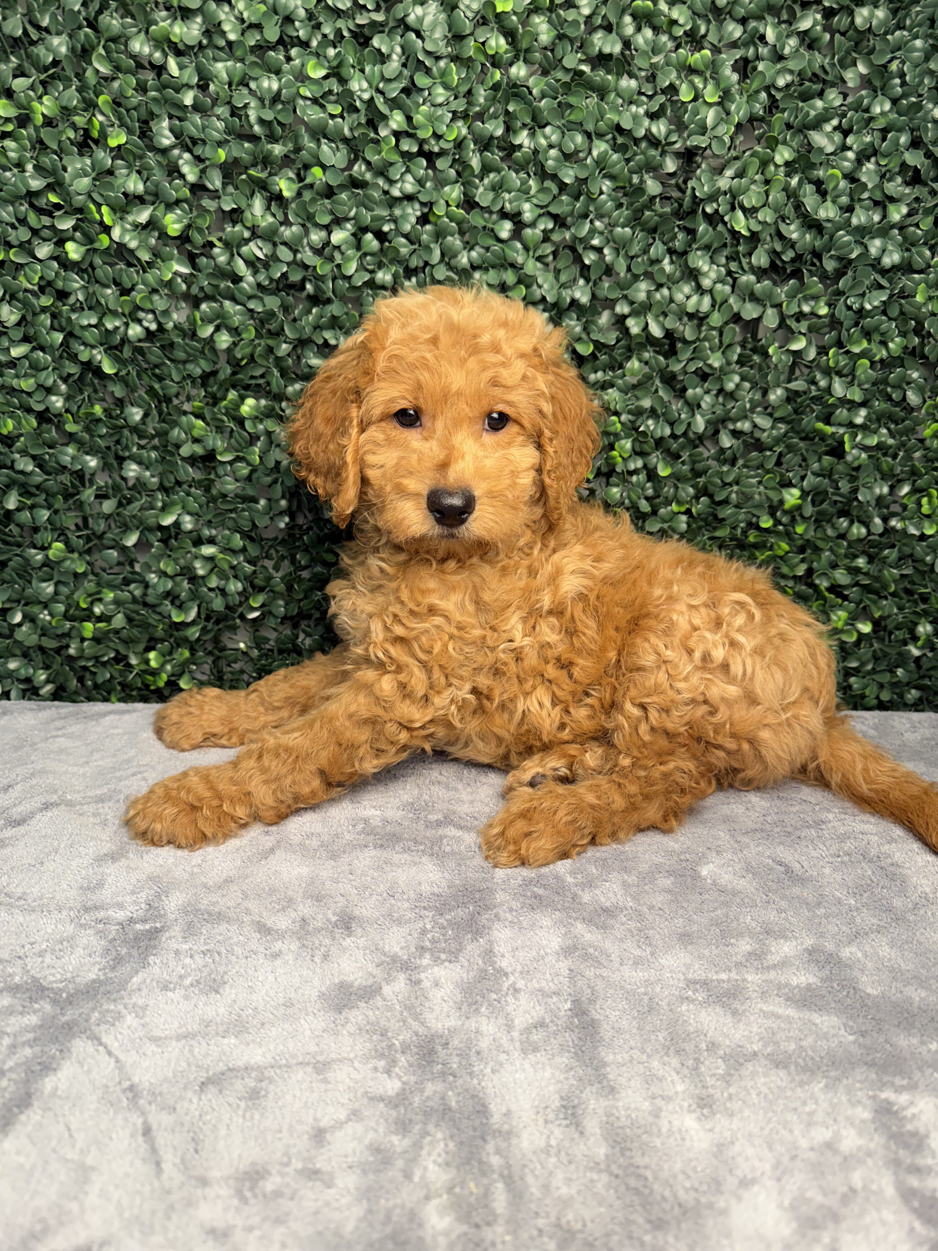 [#26293-05] Apricot F Poodle Mini/Goldendoodle Mini Puppies for Sale