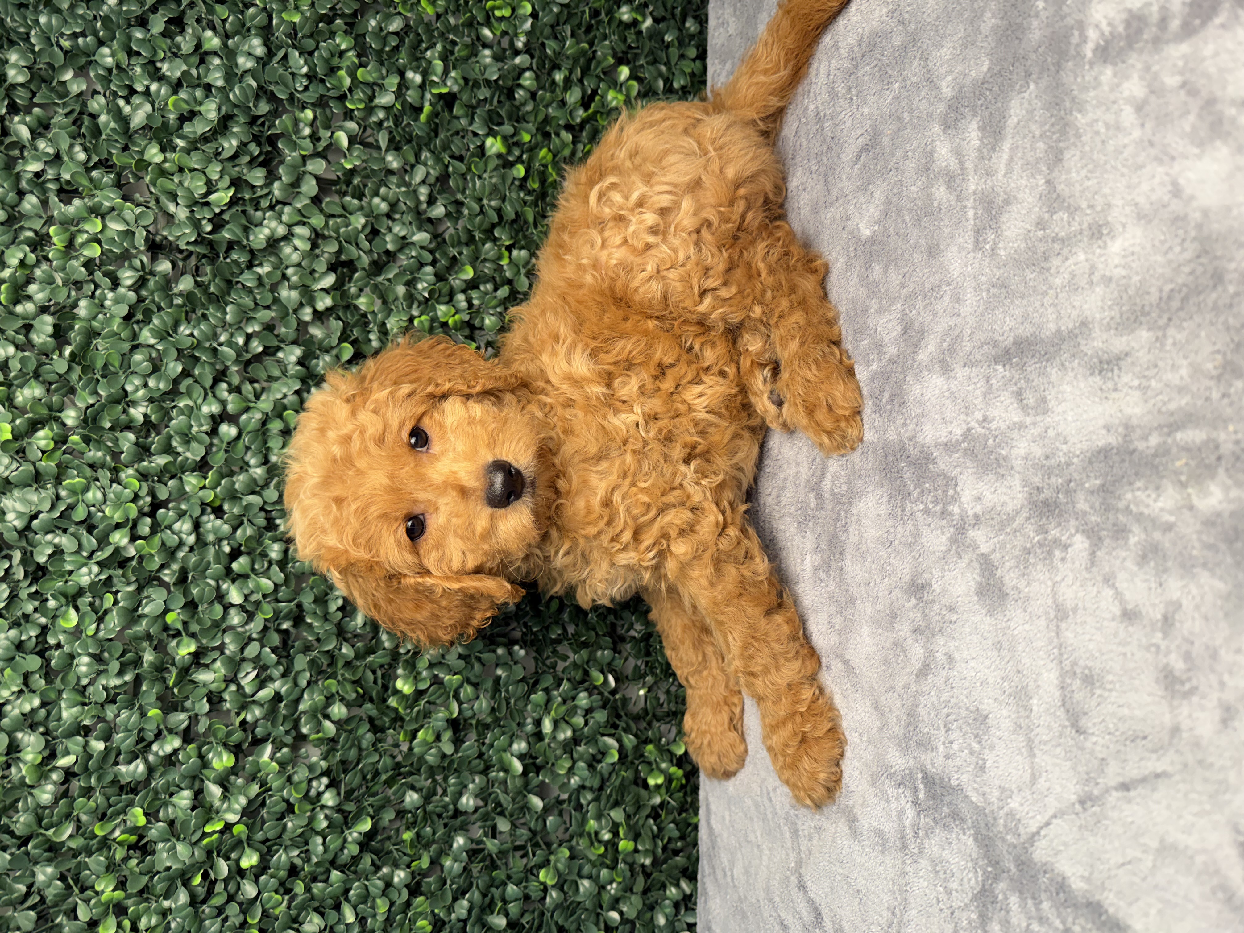 Poodle Mini/Goldendoodle Mini - 5220 Image #1