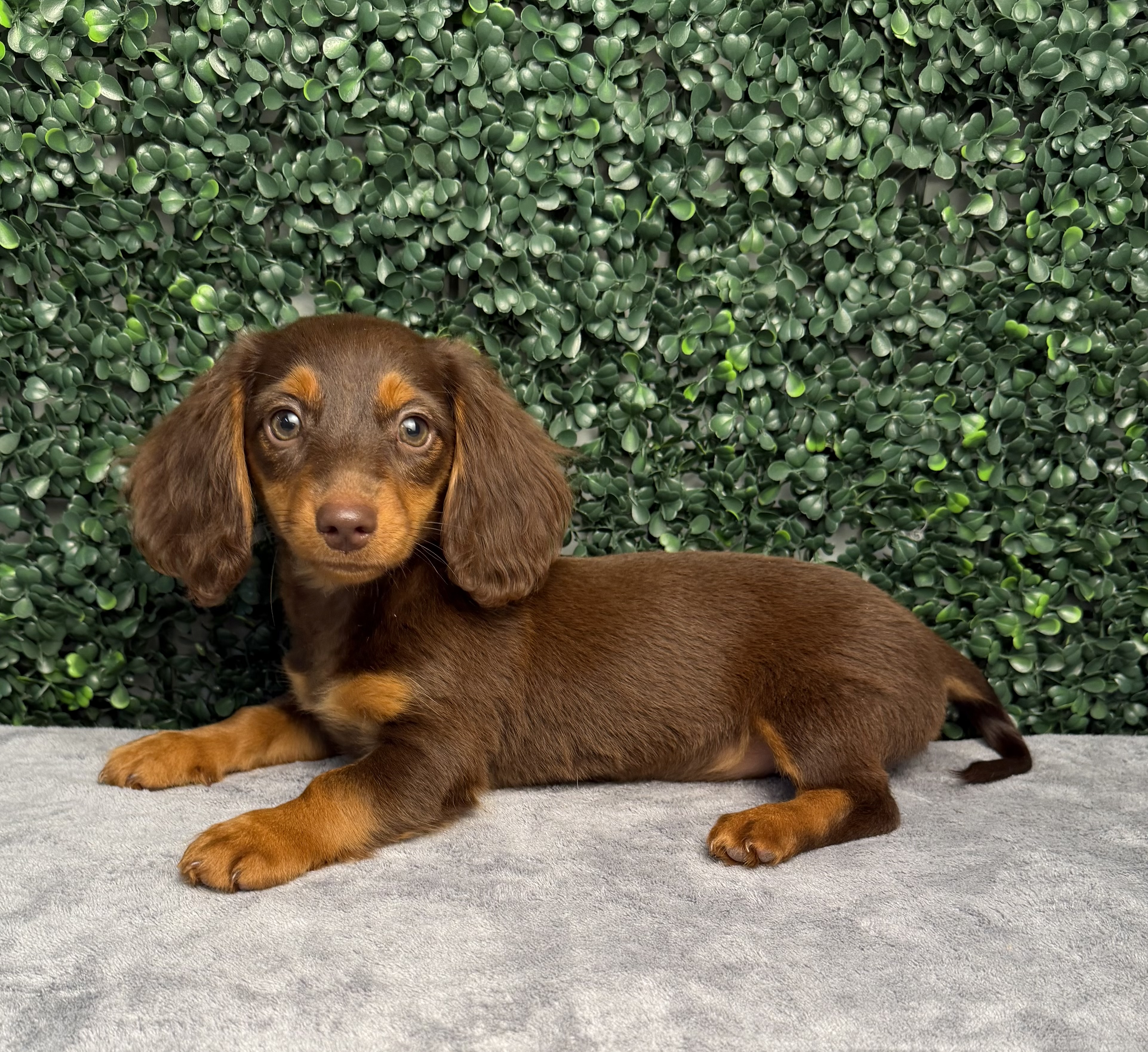 Mini Dachshund - 5227 Image #1