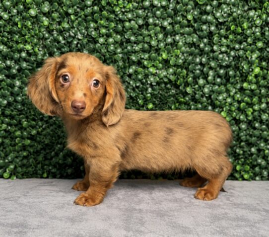 [#26282-03] Chocolate / Tan F Dachshund Puppies for Sale