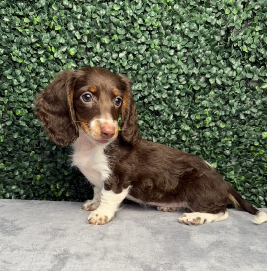 [#26283-01] Chocolate / White F Dachshund Puppies for Sale