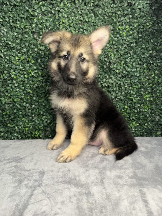 [#26290-02] Black / Tan F German Shepherd Dog Puppies for Sale