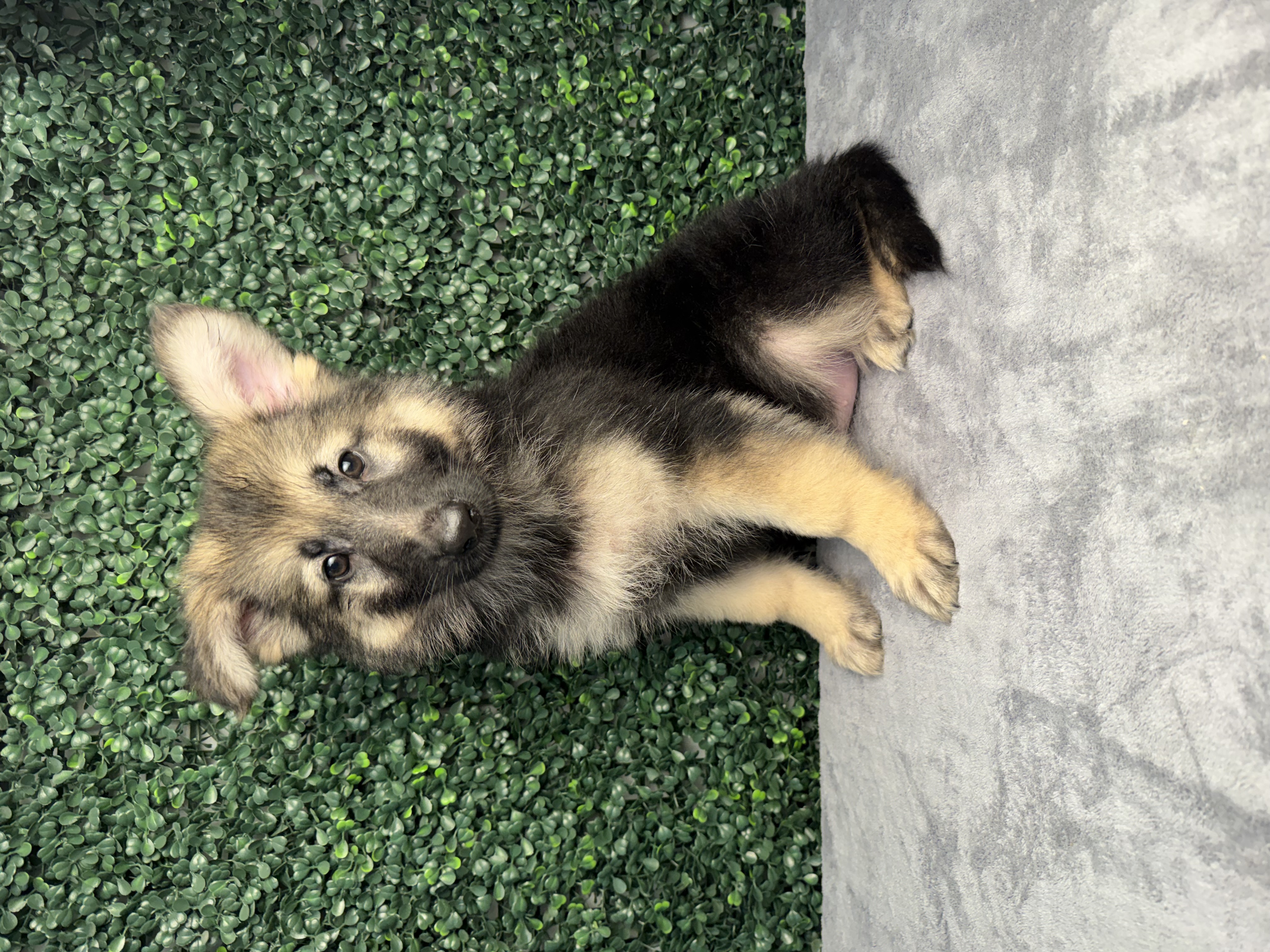 German Shepherd Dog - 5219 Image #1