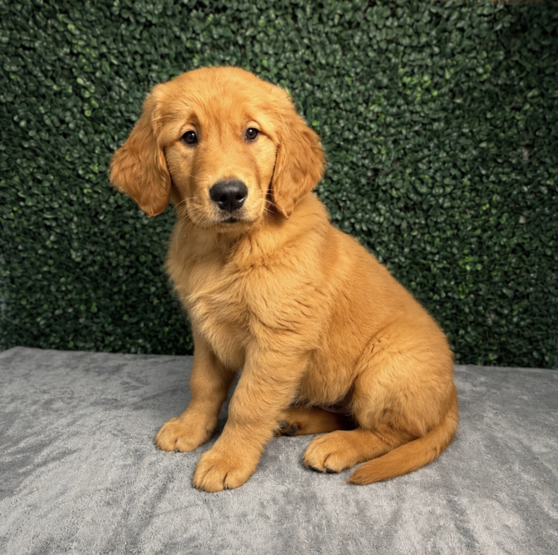 Golden Retriever - 5222 Image #1