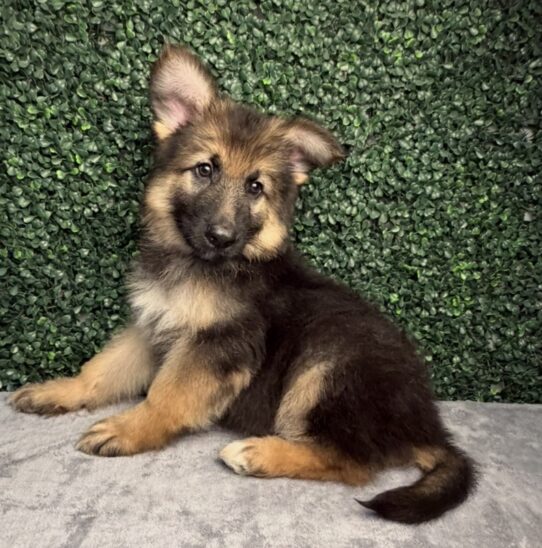 [#26290-01] Black / Tan M German Shepherd Dog Puppies for Sale