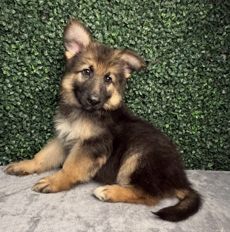 German Shepherd Dog - 5218 Image #1