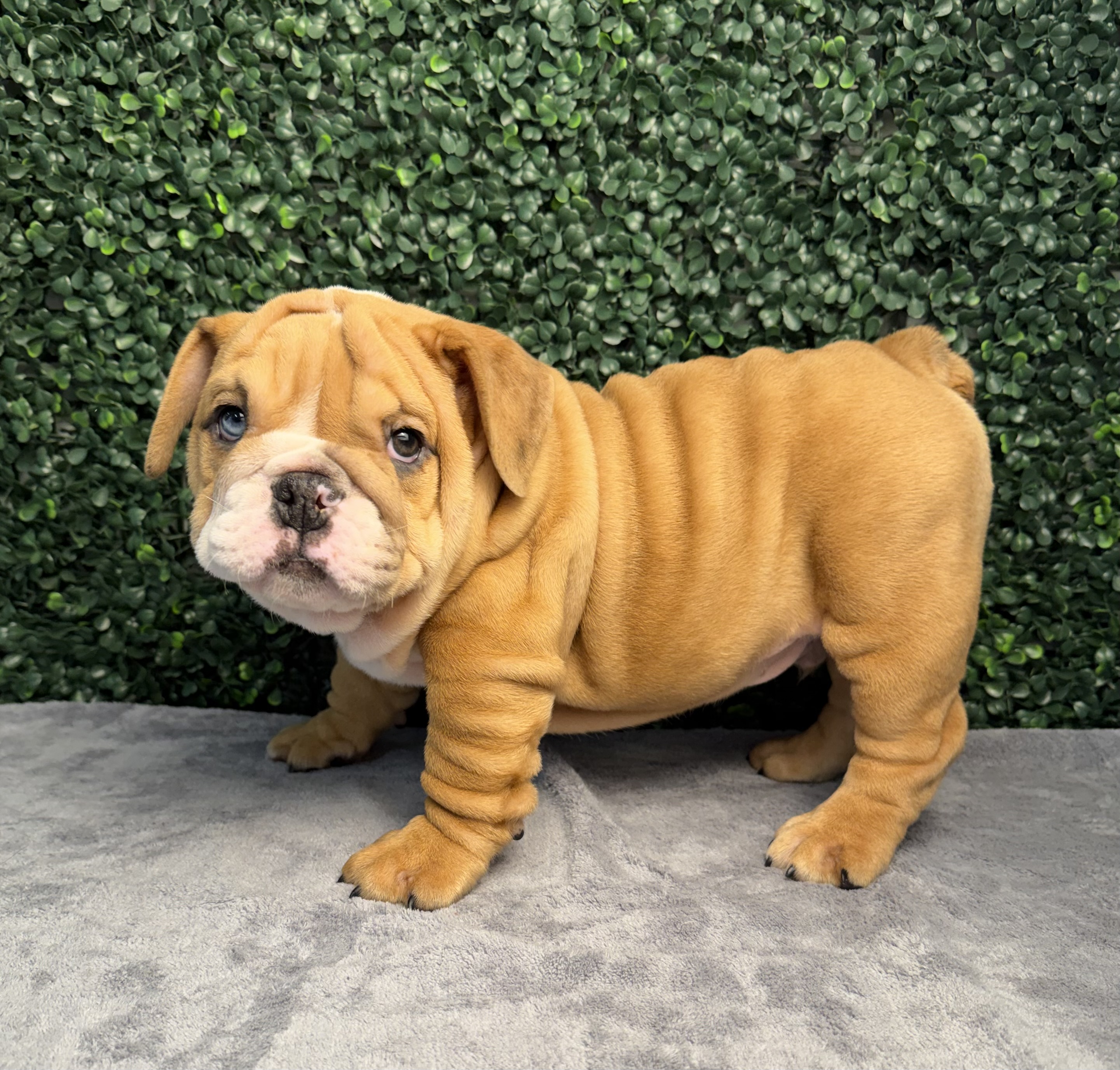 English Bulldog  - 5232 Image #2