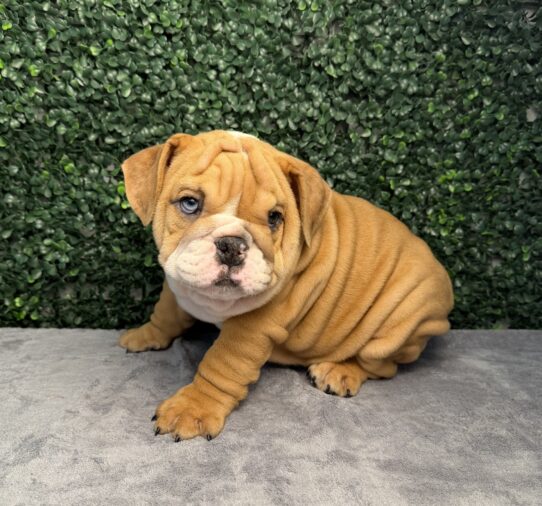 [#261023-02] Red Merle M English Bulldog  Puppies for Sale