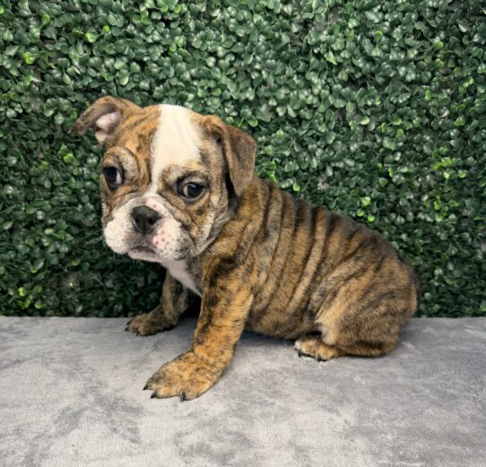 [#261024-06] Dark Brown F English Bulldog  Puppies for Sale