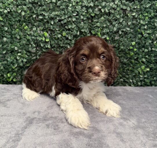 [#261110-04] Chocolate / White F Cocker Spaniel Puppies for Sale