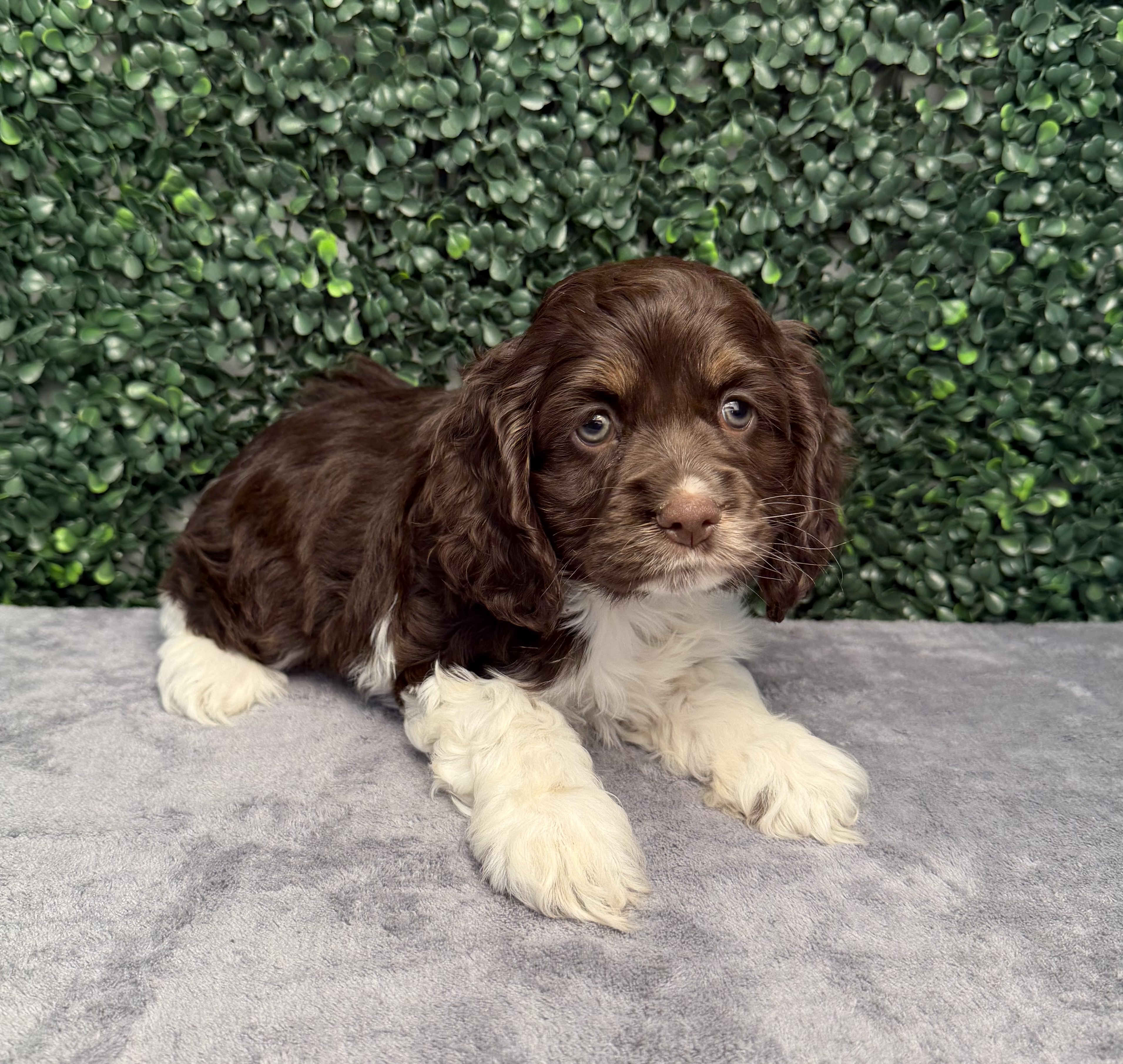 Cocker Spaniel - 5237 Image #1