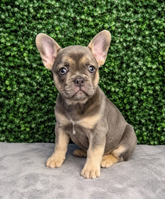 [#261010-01] Blue Tan F French Bulldog Puppies for Sale