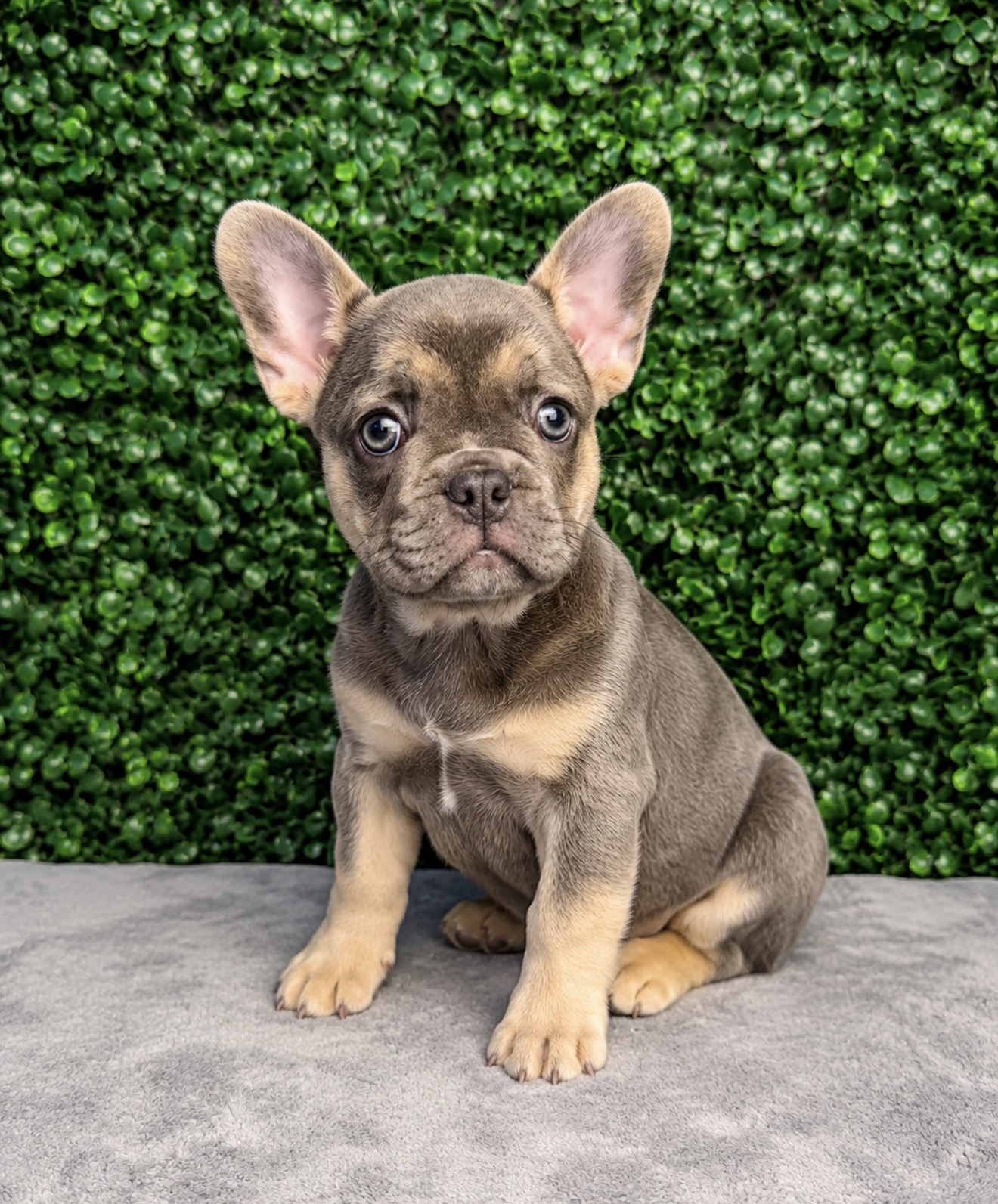 French Bulldog - 5231 Image #1