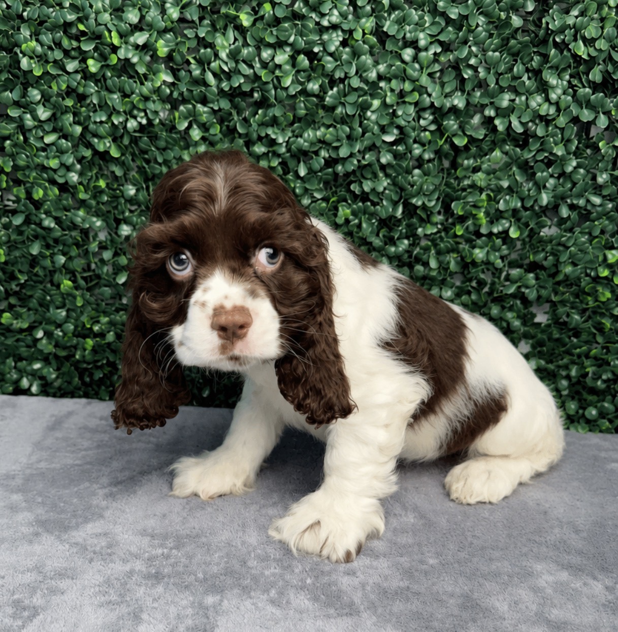 Cocker Spaniel - 5235 Image #1