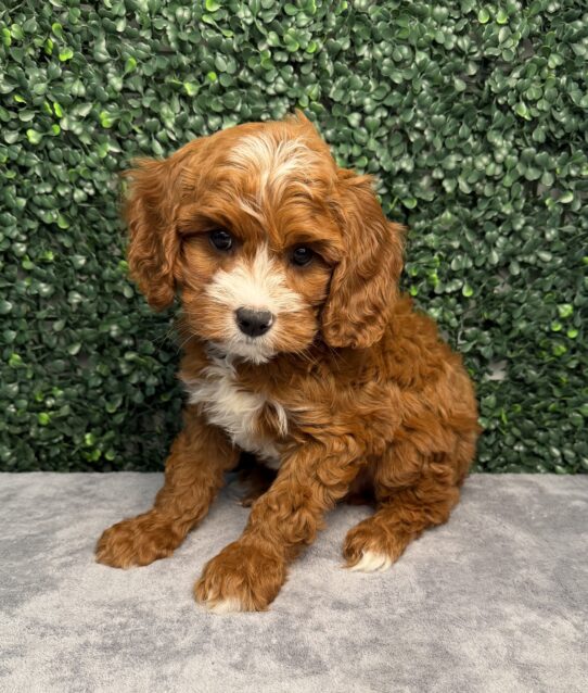 [#261042-01] Red M Cavapoo Puppies for Sale