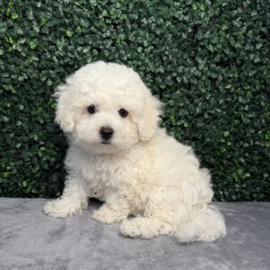 Bichon Frise puppy