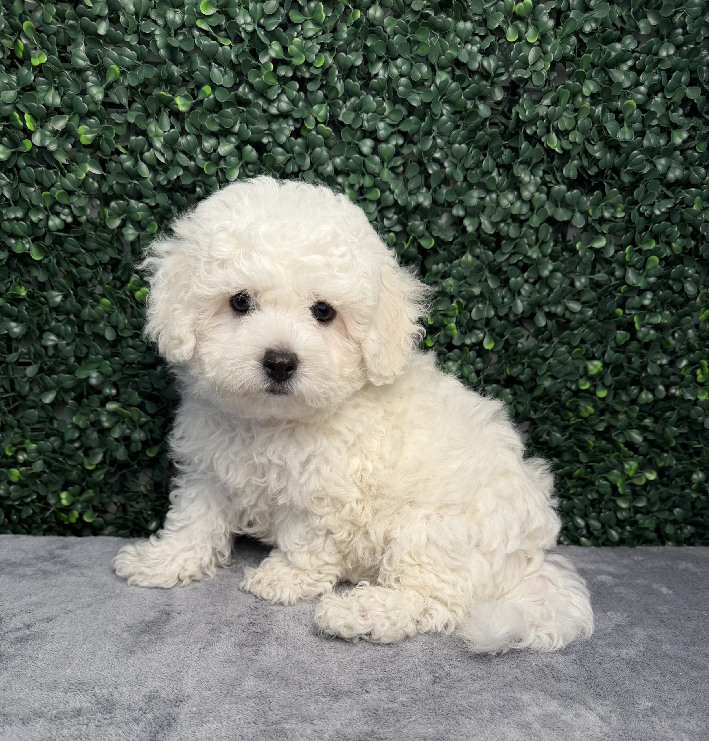 Bichon Frise puppy