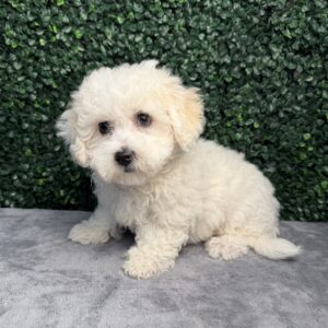 Bichon Frise puppy