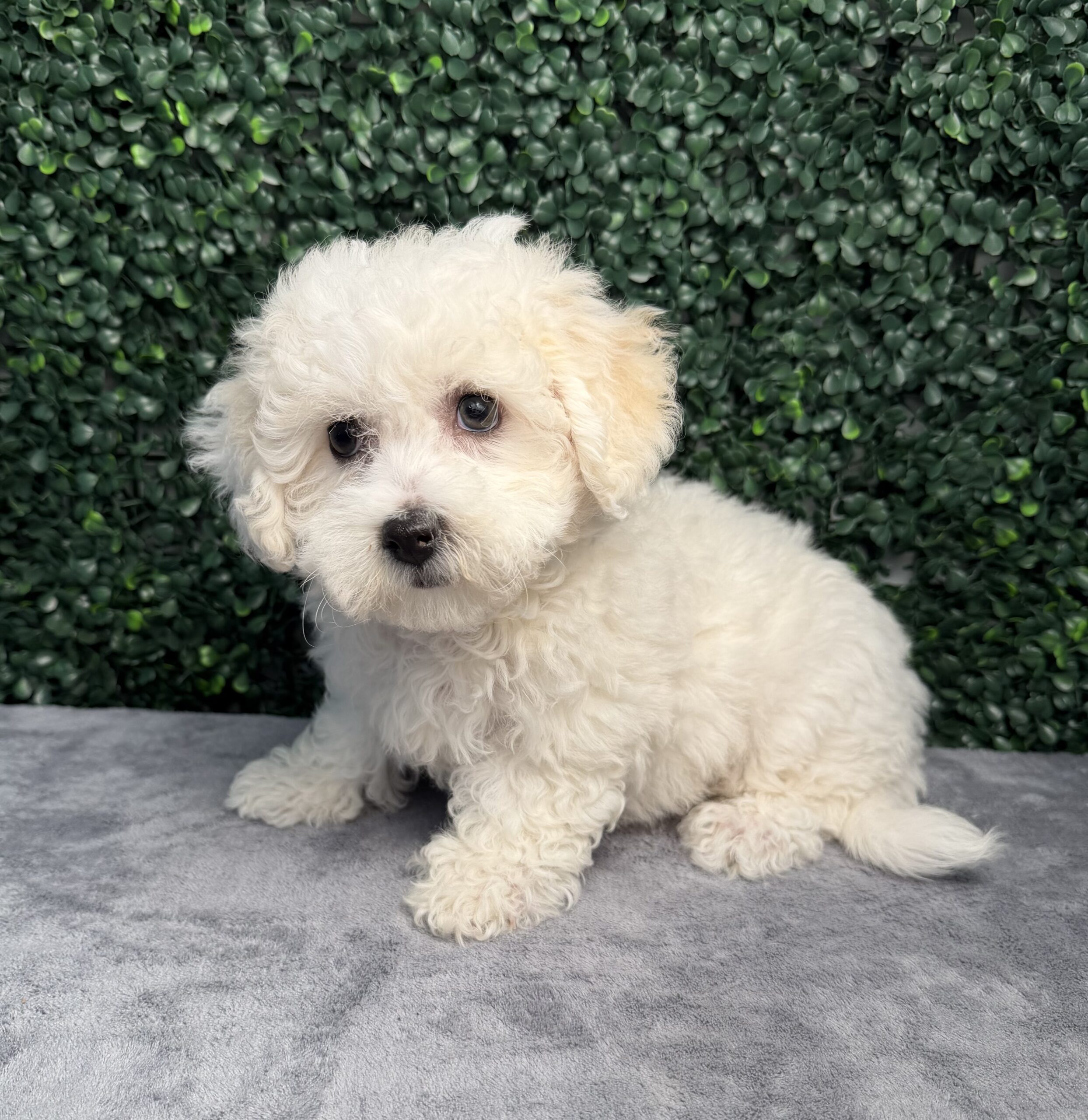 Bichon Frise puppies
