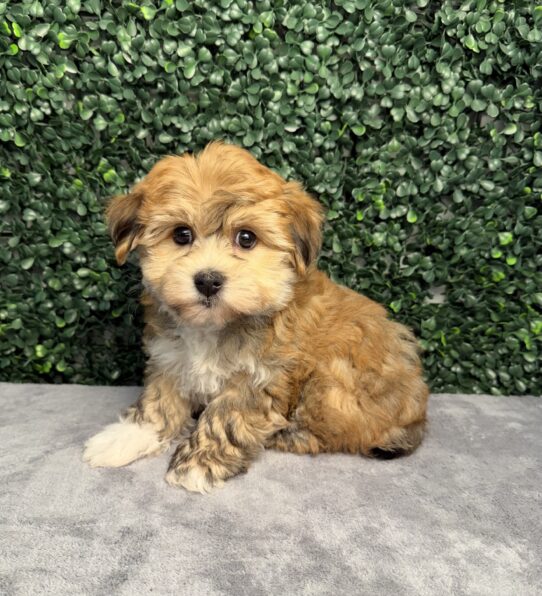 [#261086-03] Brown F Yochon Puppies for Sale