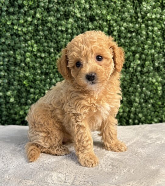 [#261224-04] Cream F Bichapoo Puppies for Sale