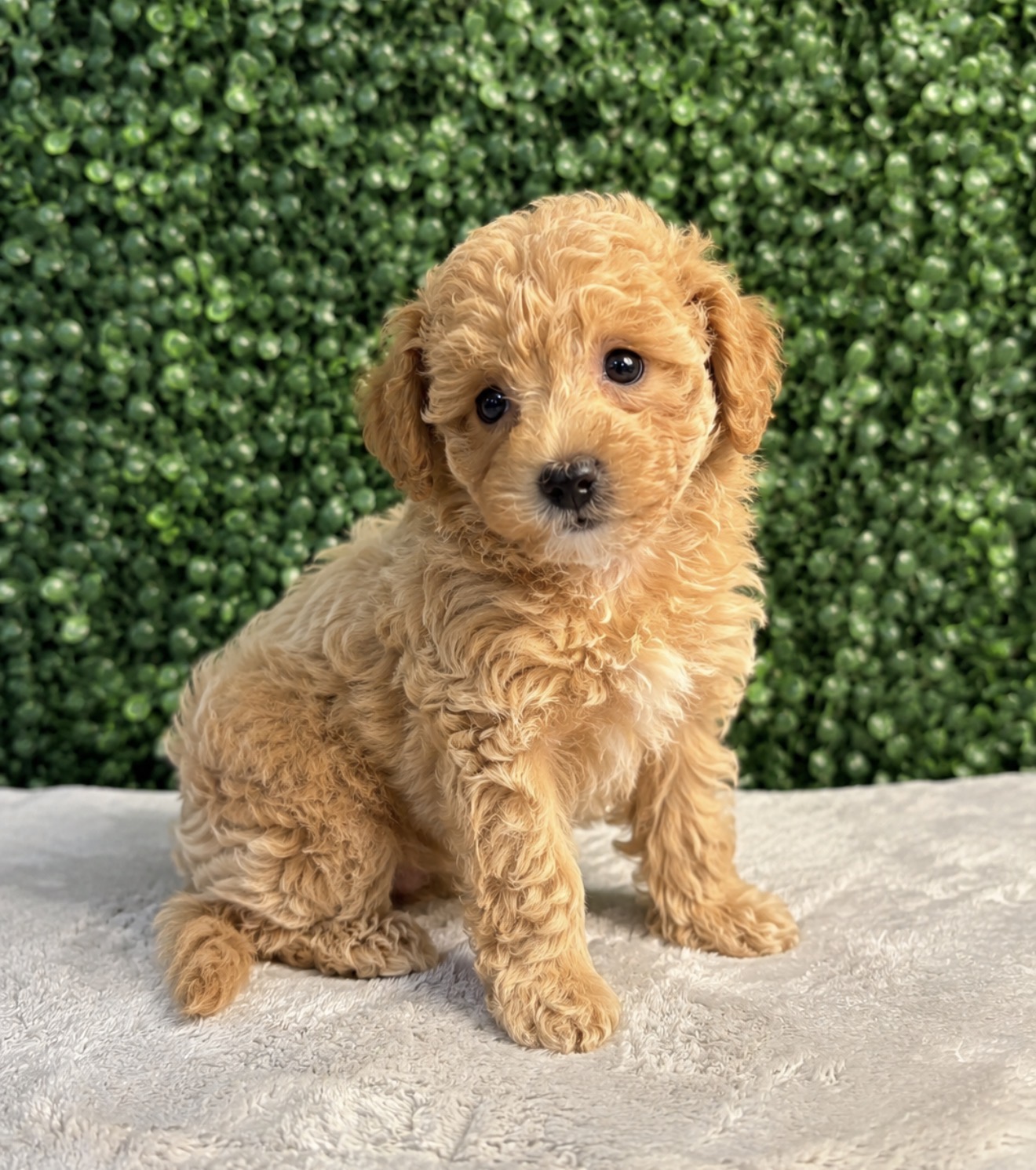 Bichapoo - 5244 Image #1