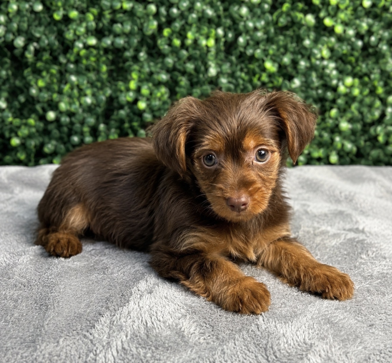 Yorkshire Terrier - 5243 Image #1