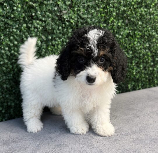[#261057-07] Black / White F Bernedoodle Mini F1b Puppies for Sale