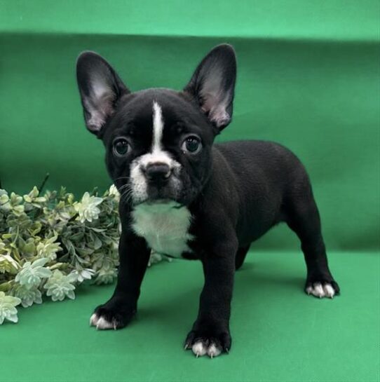 [#261233-02] Chocolate M Boston Terrier Puppies for Sale