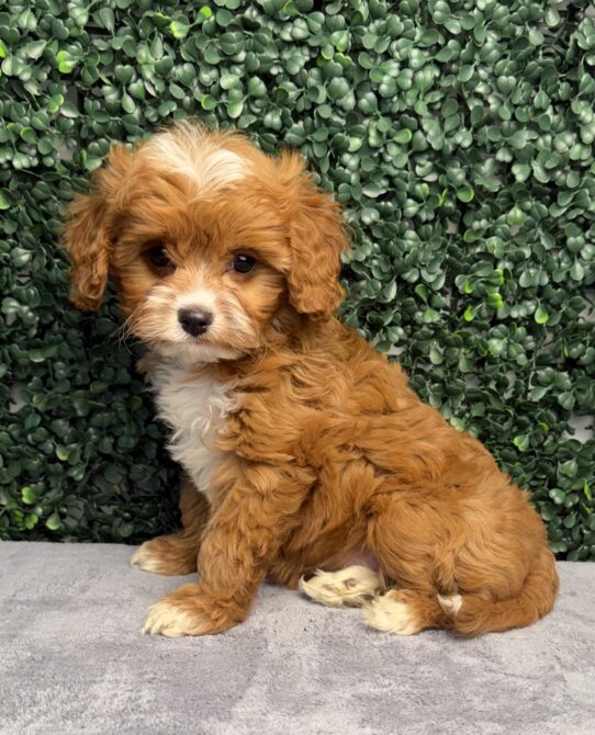 [#261043-06] Red F Cavapoo Puppies for Sale