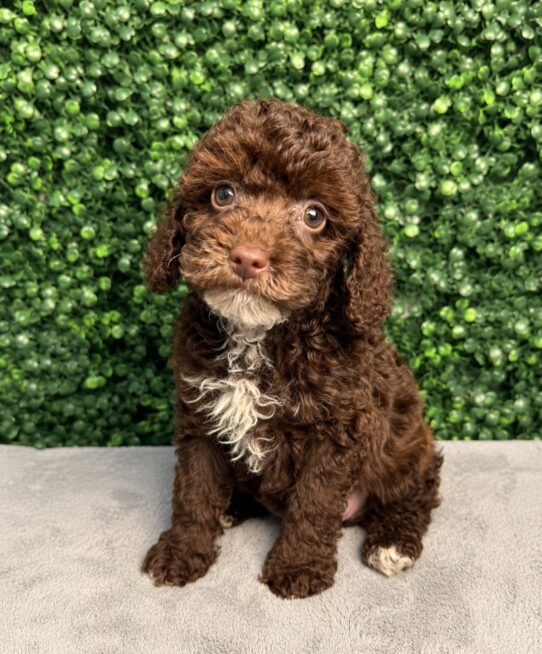 [#261053-02] Chocolate F Poodle Mini Puppies for Sale