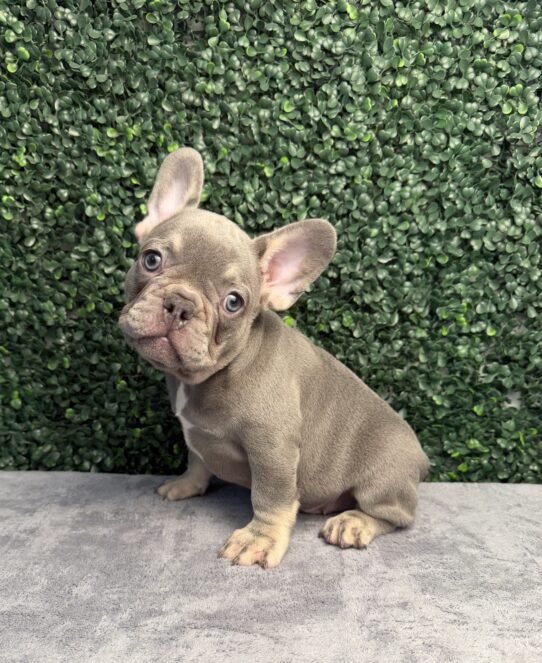 French Bulldog puppy