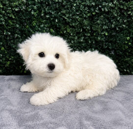 [#261171-02] White M Maltechon Puppies for Sale