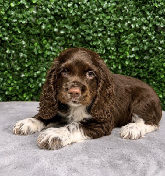 [#261179-03] Chocolate / White M Cocker Spaniel Puppies for Sale