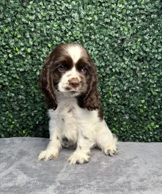 [#261181-01] Chocolate / White M Cocker Spaniel Puppies for Sale
