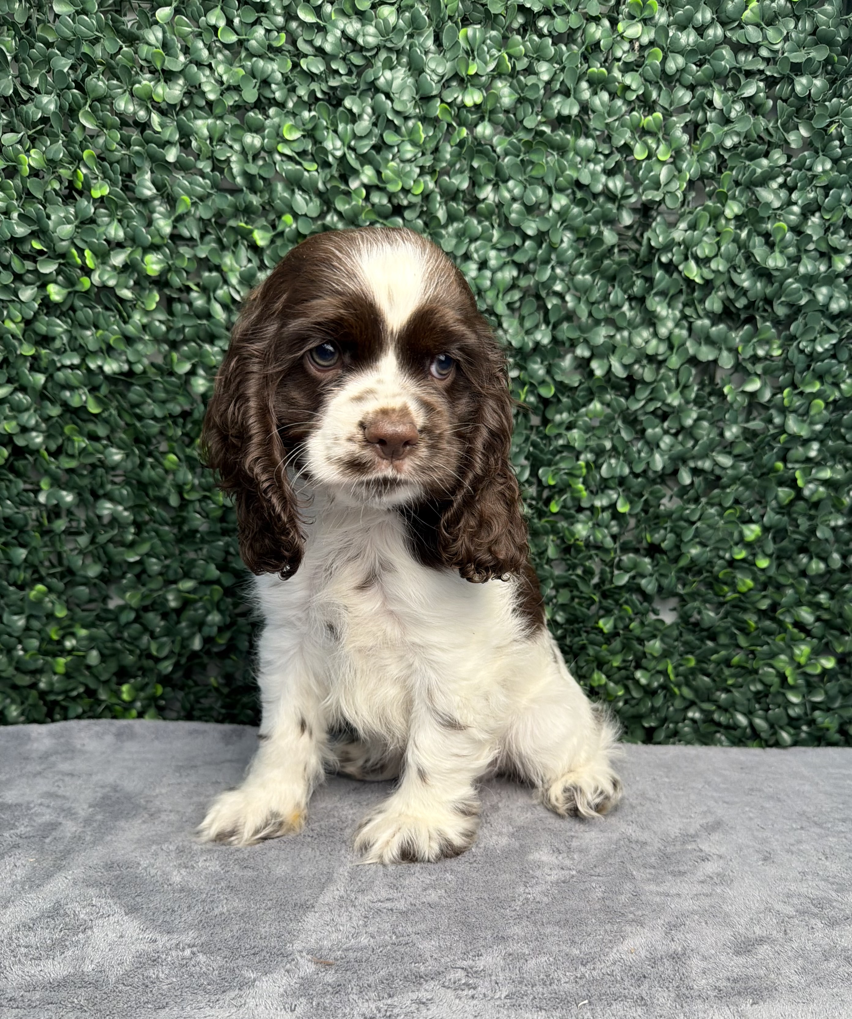 Cocker Spaniel - 5255 Image #1