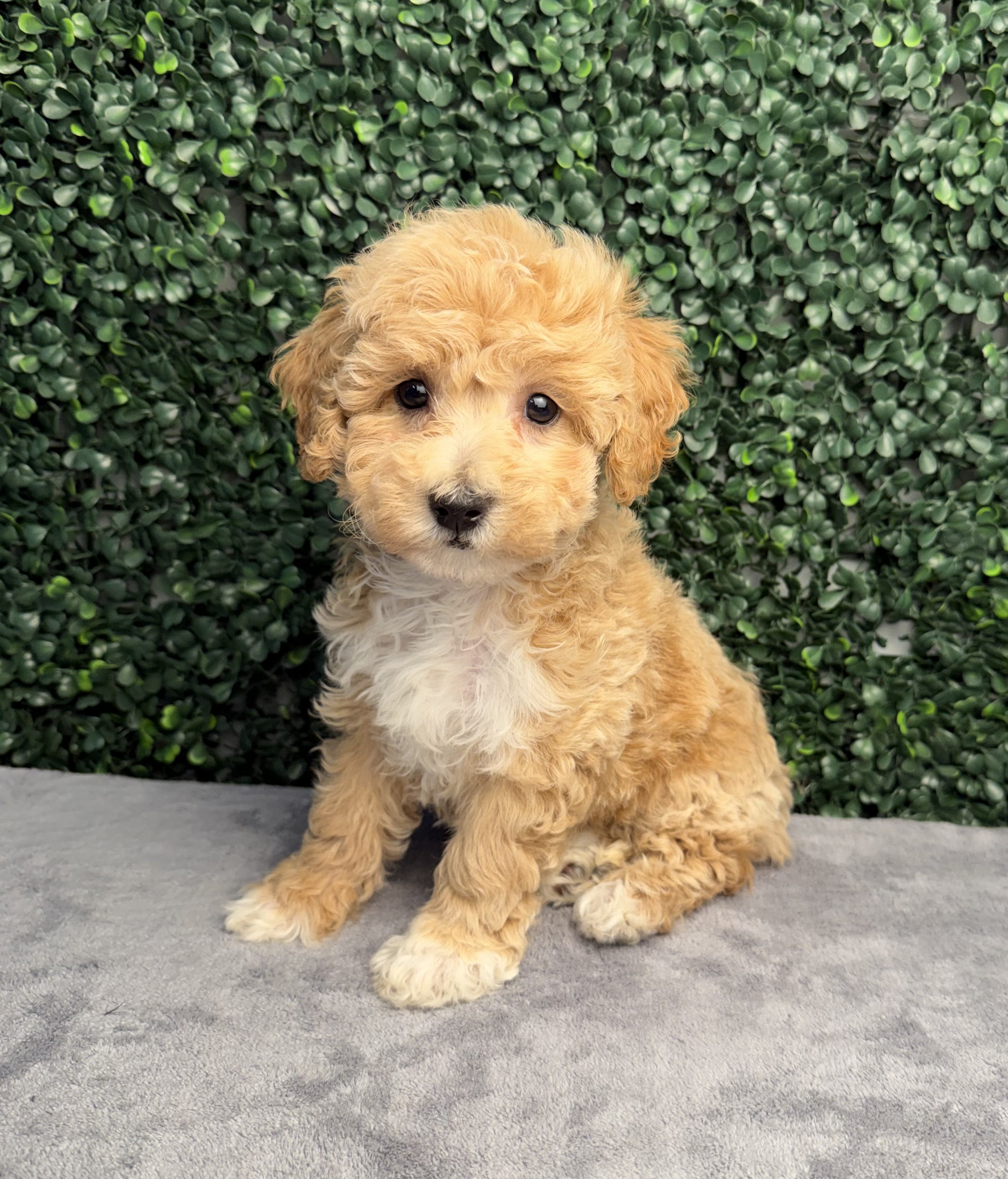 Bichapoo - 5263 Image #1
