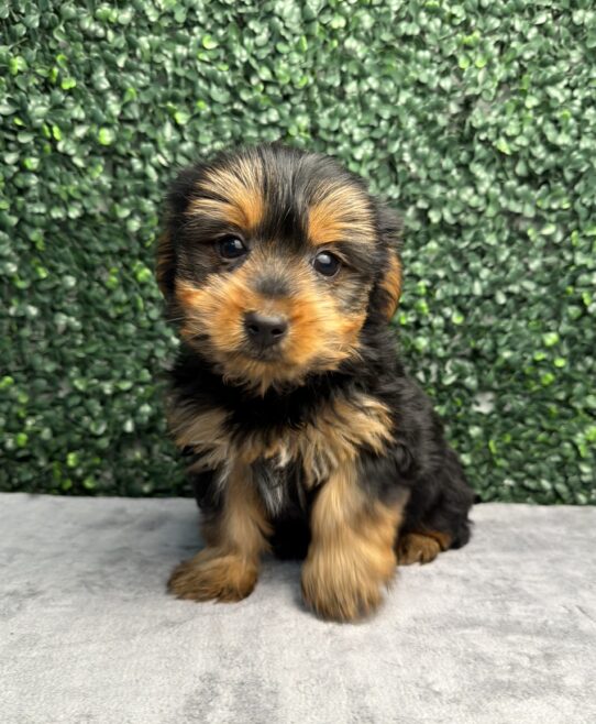 [#261217-02] Black / Tan M Yorkshire Terrier Puppies for Sale