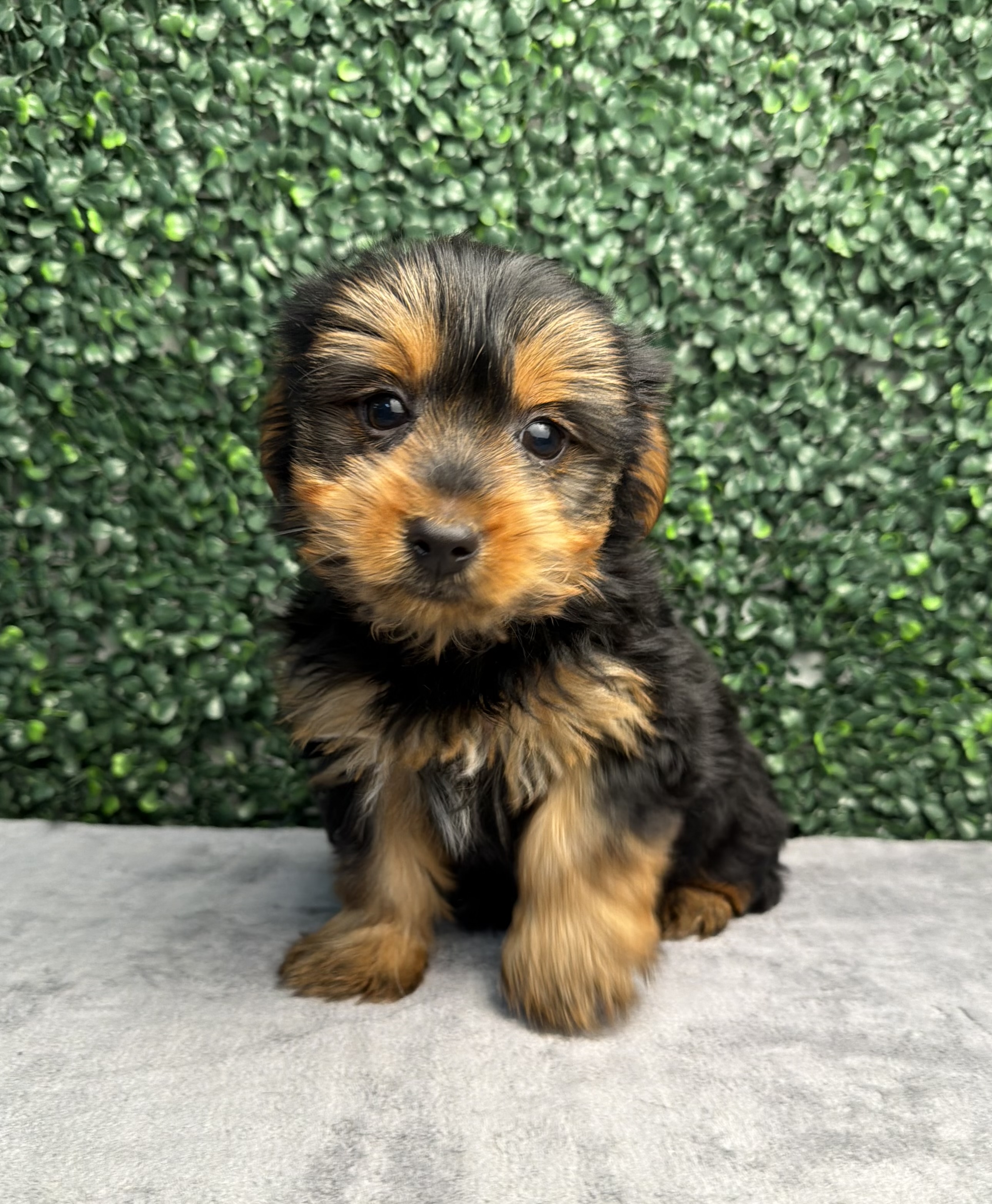 Yorkshire Terrier - 5260 Image #1