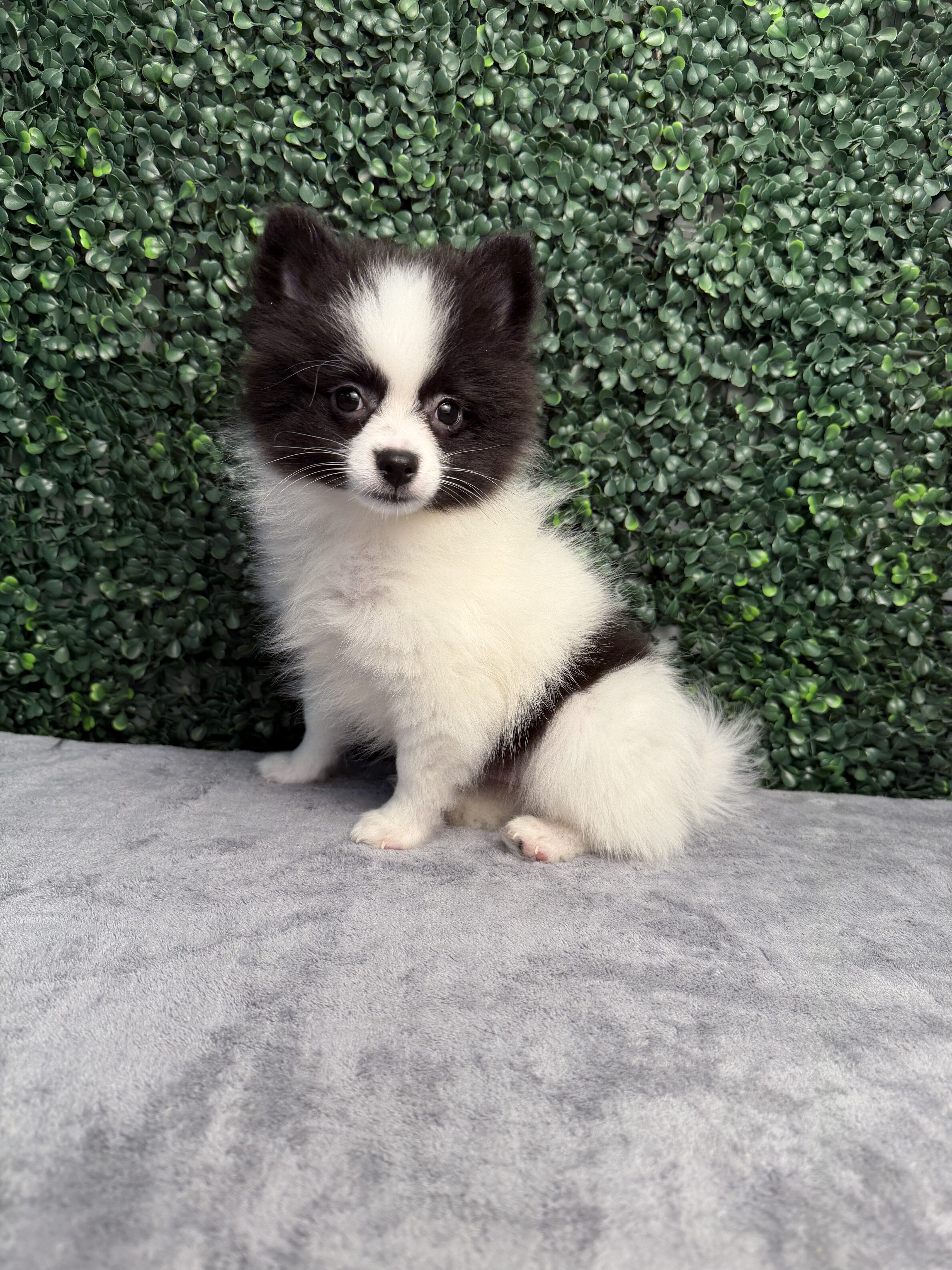 Pomeranian puppies