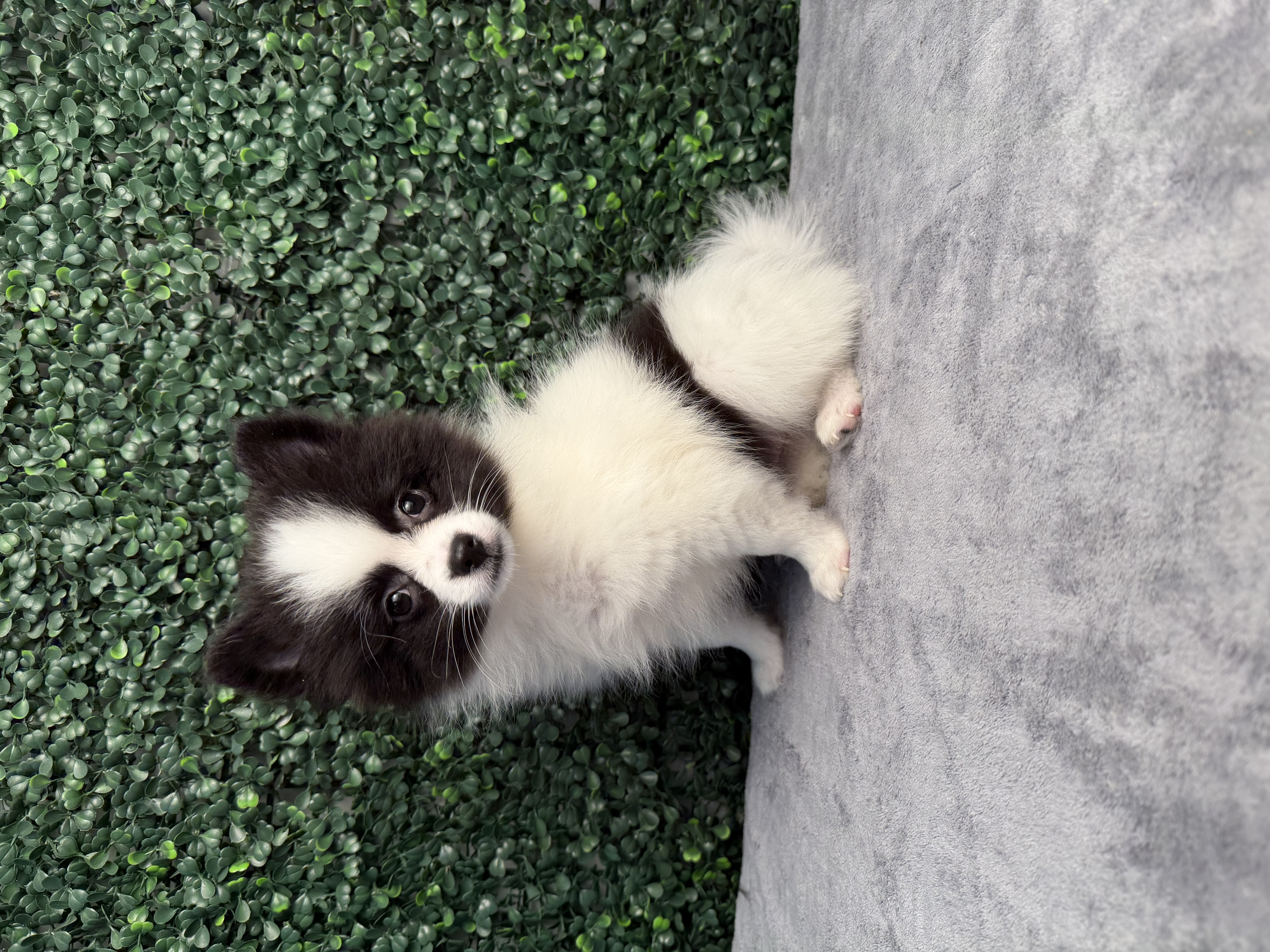 Pomeranian - 5259 Image #1