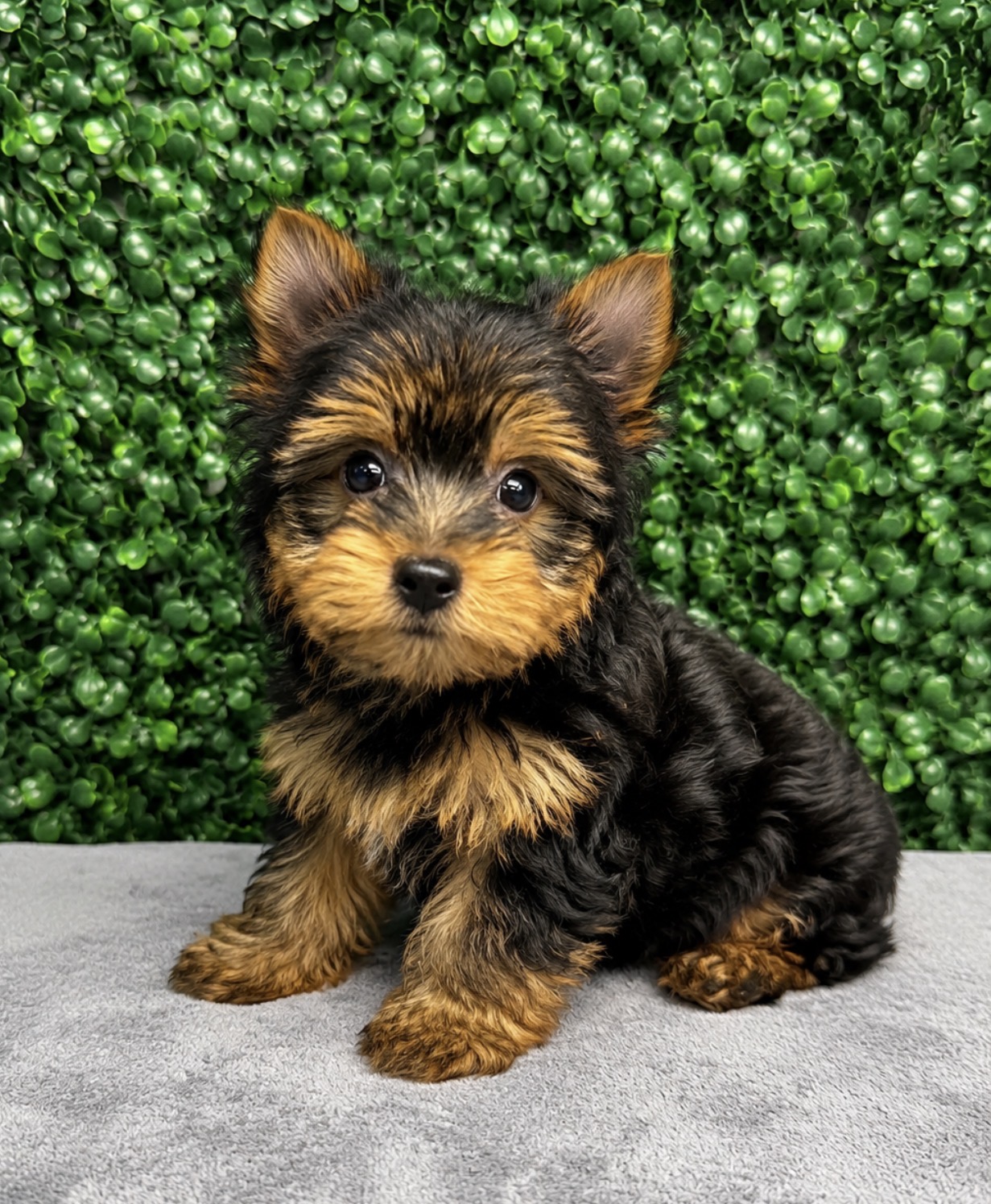 Yorkshire Terrier - 5258 Image #1
