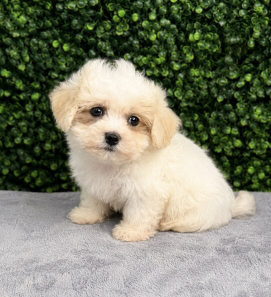 [#261246-04] Apricot F Maltipoo Puppies for Sale