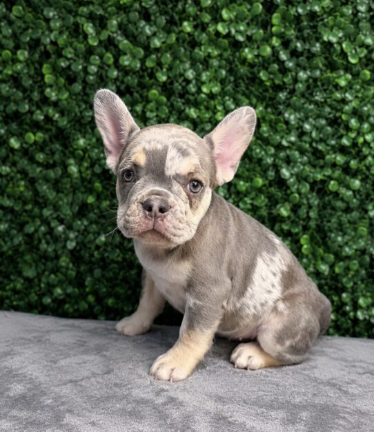 [#26388-05] Merle F French Bulldog Puppies for Sale